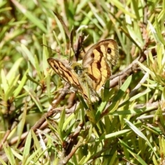 Heteronympha penelope (Shouldered Brown) at Burradoo, NSW - 14 Mar 2023 by GlossyGal