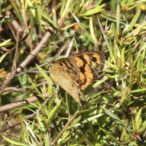 Heteronympha penelope at Burradoo, NSW - 14 Mar 2023 11:42 AM