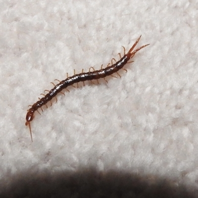 Unverified Other Arthropod by GlossyGal