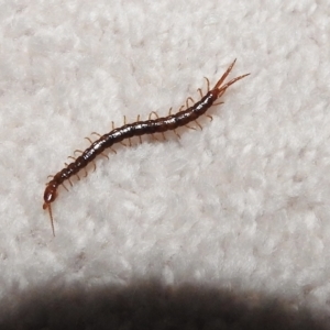 Unidentified Other Arthropod (TBC) at suppressed by GlossyGal