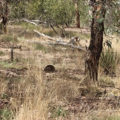 Tachyglossus aculeatus (Short-beaked Echidna) at Nicholls, ACT - 15 Mar 2023 by PeteRav