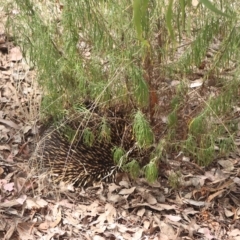 Tachyglossus aculeatus at Nicholls, ACT - 15 Mar 2023 12:59 PM