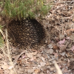 Tachyglossus aculeatus at Nicholls, ACT - 15 Mar 2023