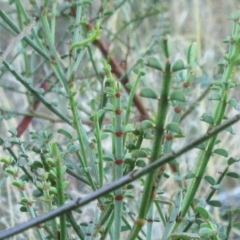 Indigofera adesmiifolia (Tick Indigo) at Hawker, ACT - 13 Mar 2023 by sangio7