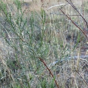 Indigofera adesmiifolia at Hawker, ACT - 14 Mar 2023 07:07 AM