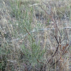 Indigofera adesmiifolia at Hawker, ACT - 14 Mar 2023