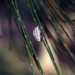 Orcus bilunulatus at Higgins, ACT - 15 Mar 2023