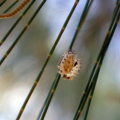 Orcus bilunulatus at Higgins, ACT - 15 Mar 2023