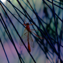 Dicamptus fuscicornis (Ichneumon wasp) at Higgins, ACT - 15 Mar 2023 by MichaelWenke