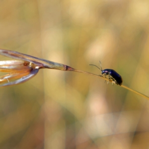 Altica sp. (genus) at Higgins, ACT - 15 Mar 2023