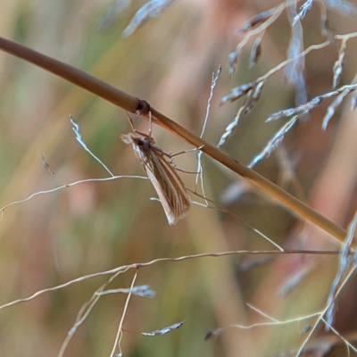 Hednota species near grammellus (Pyralid or snout moth) at Higgins, ACT - 15 Mar 2023 by MichaelWenke