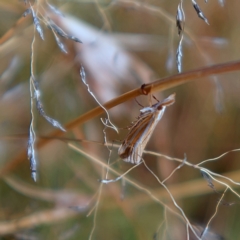 Hednota species near grammellus at Higgins, ACT - 15 Mar 2023