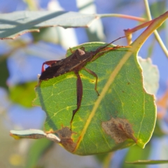 Amorbus sp. (genus) (Eucalyptus Tip bug) at Higgins Woodland - 14 Mar 2023 by Trevor