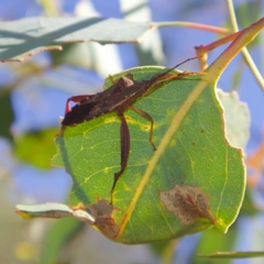 Amorbus sp. (genus) (Eucalyptus Tip bug) at Higgins, ACT - 14 Mar 2023 by Trevor