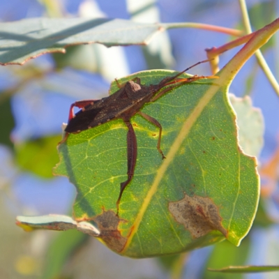 Amorbus (genus) (Eucalyptus Tip bug) at Higgins, ACT - 15 Mar 2023 by MichaelWenke