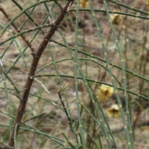 Allocasuarina verticillata at Hawker, ACT - 14 Mar 2023