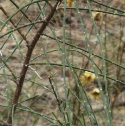 Allocasuarina verticillata (Drooping Sheoak) at The Pinnacle - 14 Mar 2023 by sangio7