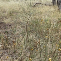 Allocasuarina verticillata at Hawker, ACT - 14 Mar 2023