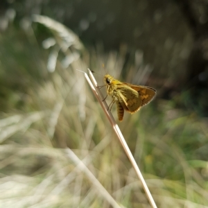 Ocybadistes walkeri at Kambah, ACT - 15 Mar 2023 02:40 PM