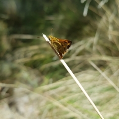 Ocybadistes walkeri at Kambah, ACT - 15 Mar 2023 02:40 PM