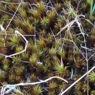 Polytrichaceae sp. (family) (A moss) at Hawker, ACT - 14 Mar 2023 by sangio7