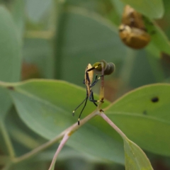 Amorbus (genus) (Eucalyptus Tip bug) at O'Connor, ACT - 27 Jan 2023 by ConBoekel