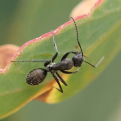Camponotus aeneopilosus (A Golden-tailed sugar ant) at Dryandra St Woodland - 26 Jan 2023 by ConBoekel