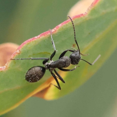 Camponotus aeneopilosus (A Golden-tailed sugar ant) at O'Connor, ACT - 27 Jan 2023 by ConBoekel