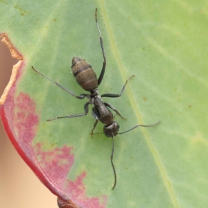 Camponotus aeneopilosus at O'Connor, ACT - 27 Jan 2023