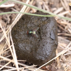 Lucilia sp. (genus) (A blowfly) at Dryandra St Woodland - 26 Jan 2023 by ConBoekel