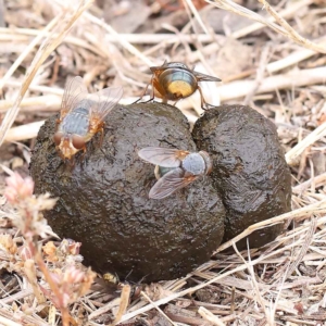 Calliphora stygia at O'Connor, ACT - 27 Jan 2023