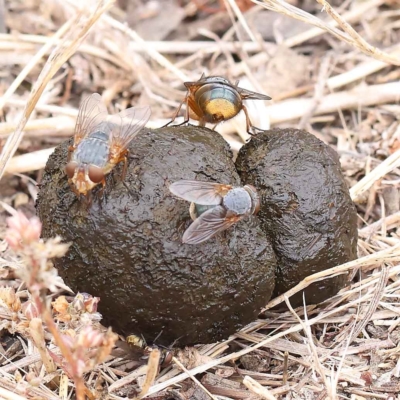 Calliphora stygia (Brown blowfly or Brown bomber) at Dryandra St Woodland - 26 Jan 2023 by ConBoekel