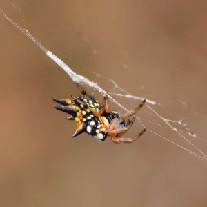 Austracantha minax at O'Connor, ACT - 27 Jan 2023 10:10 AM