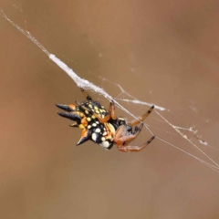 Austracantha minax (Christmas Spider, Jewel Spider) at O'Connor, ACT - 26 Jan 2023 by ConBoekel
