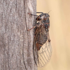 Atrapsalta furcilla (Southern Mountain Squeaker) at O'Connor, ACT - 26 Jan 2023 by ConBoekel