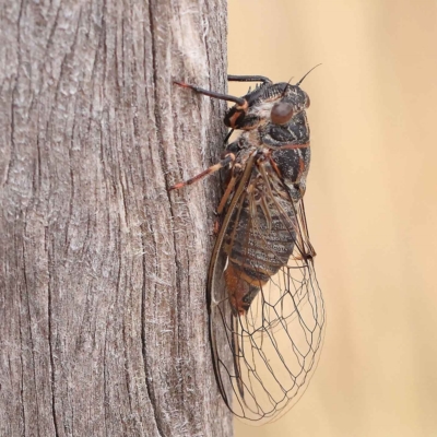 Atrapsalta furcilla (Southern Mountain Squeaker) at Dryandra St Woodland - 26 Jan 2023 by ConBoekel