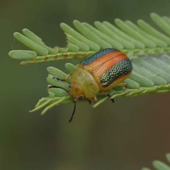 Calomela parilis (Leaf beetle) at O'Connor, ACT - 27 Jan 2023 by ConBoekel