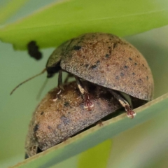 Trachymela sp. (genus) (Brown button beetle) at O'Connor, ACT - 27 Jan 2023 by ConBoekel