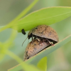 Trachymela sp. (genus) at O'Connor, ACT - 27 Jan 2023