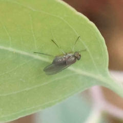 Unidentified True fly (Diptera) at O'Connor, ACT - 27 Jan 2023 by ConBoekel