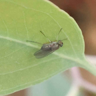 Unidentified True fly (Diptera) at Dryandra St Woodland - 26 Jan 2023 by ConBoekel