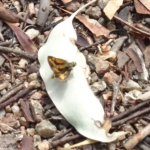 Ocybadistes walkeri at Molonglo Valley, ACT - 12 Mar 2023 02:18 PM