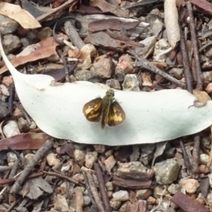 Ocybadistes walkeri at Molonglo Valley, ACT - 12 Mar 2023