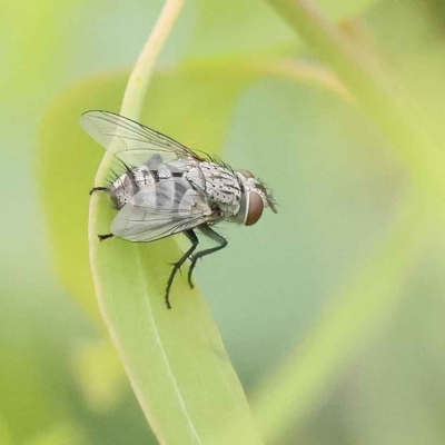 Exorista sp. (genus) (A Bristle Fly) at Dryandra St Woodland - 26 Jan 2023 by ConBoekel