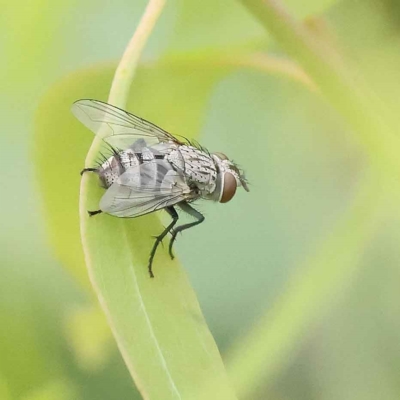 Exorista sp. (genus) (A Bristle Fly) at O'Connor, ACT - 27 Jan 2023 by ConBoekel