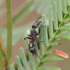 Rhytidoponera metallica (Greenhead ant) at Dryandra St Woodland - 26 Jan 2023 by ConBoekel