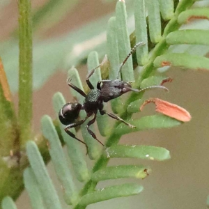 Rhytidoponera metallica at O'Connor, ACT - 27 Jan 2023