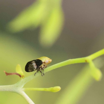 Chaetophyes compacta (Tube spittlebug) at Dryandra St Woodland - 26 Jan 2023 by ConBoekel