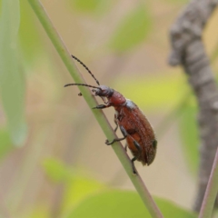 Ecnolagria grandis (Honeybrown beetle) at Dryandra St Woodland - 26 Jan 2023 by ConBoekel