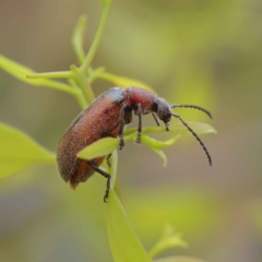 Ecnolagria grandis at O'Connor, ACT - 27 Jan 2023